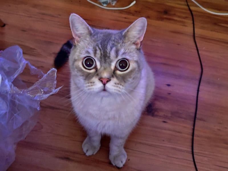 Pamuk primary photo