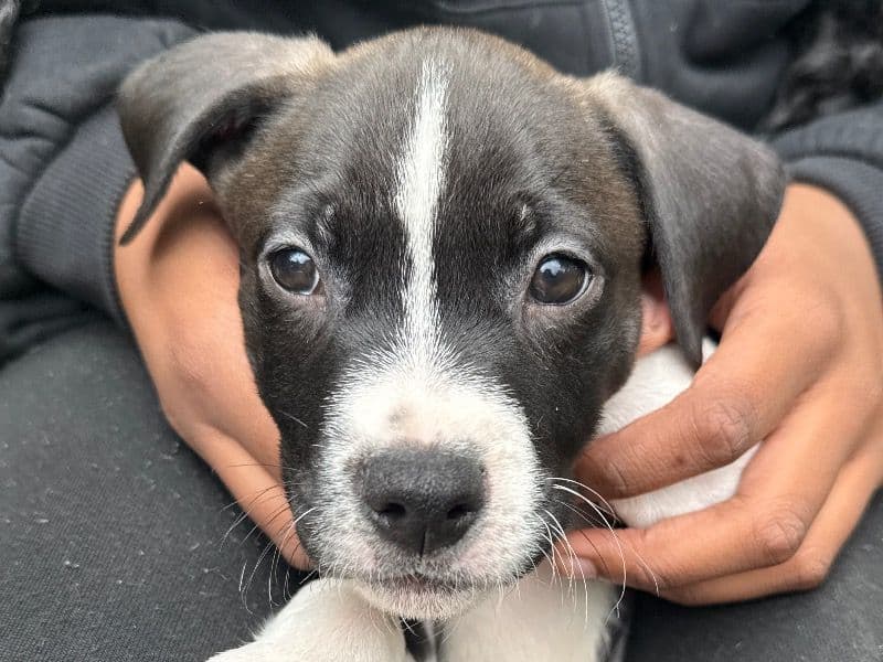 Australian Labrodoodle 3 months old male small named Prince for adoption in DeKalb County, Georgia | Petmeetly