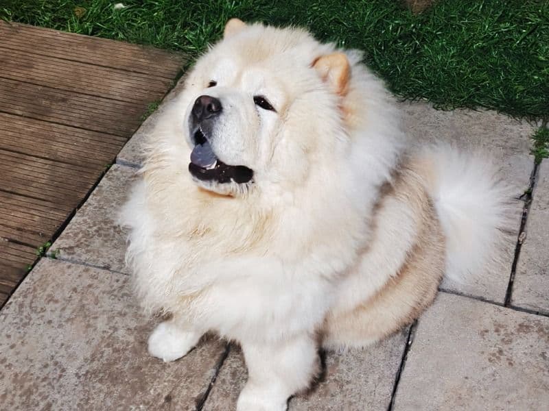 Simba primary photo