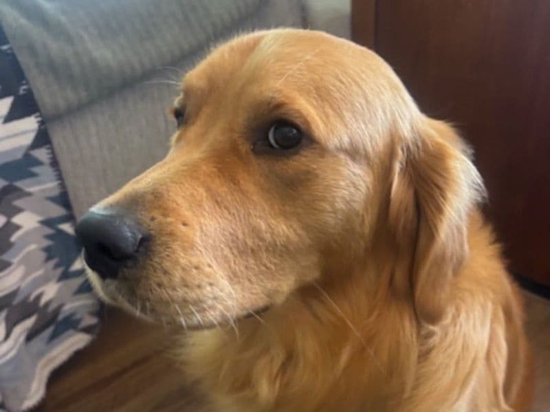 Golden Retriever 1 year 2 months old male large named Gordon for breeding in Casey City, Victoria | Petmeetly