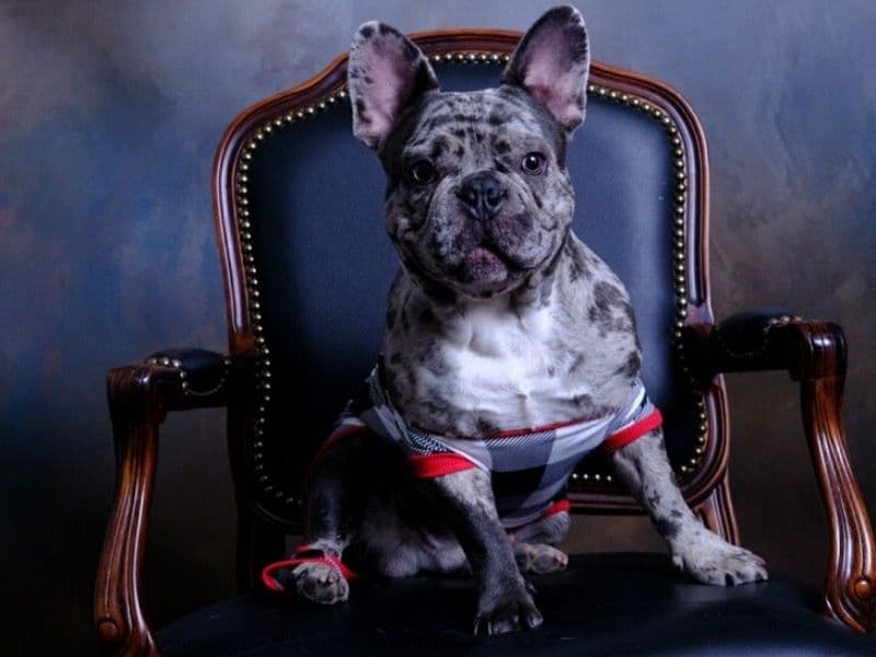 Draco primary photo