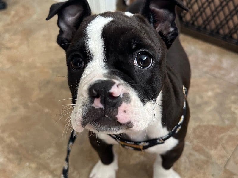 Rosie primary photo