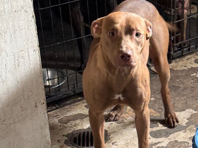 American PitBull Terrier 1 year 1 month old male medium named Simba for adoption in Cook County, Illinois | Petmeetly
