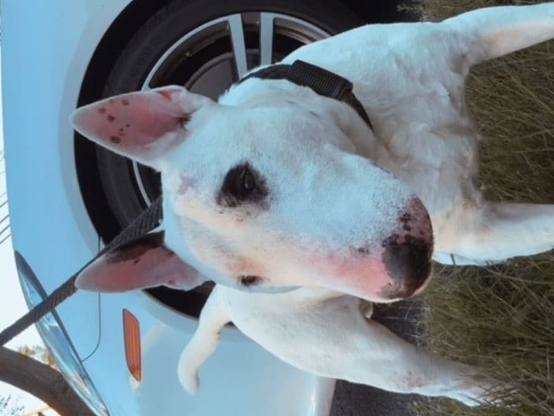 Bull Terrier 8 years old male large named Deebo for breeding in Linden, New Jersey | Petmeetly