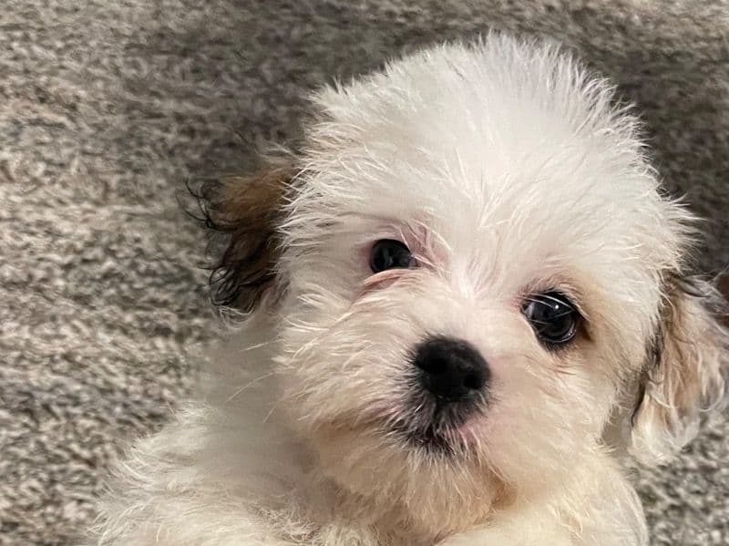 Benji primary photo