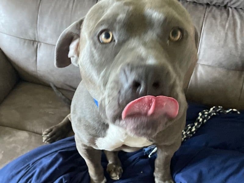 Capone primary photo