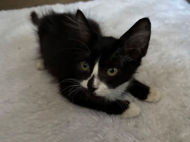 Kitty #1 primary photo