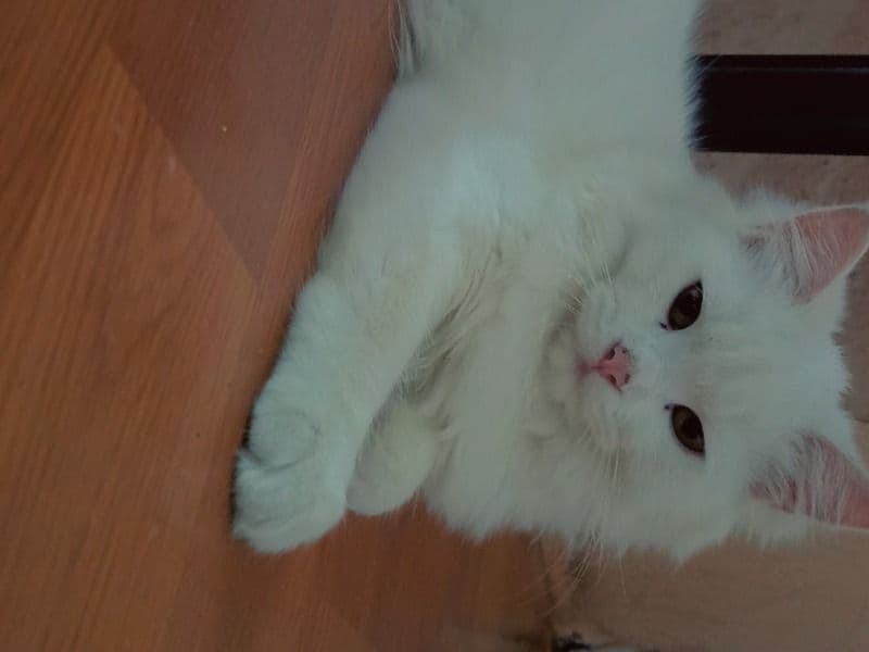 Snowbell primary photo