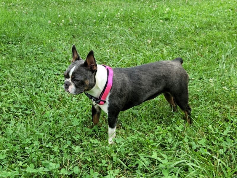 Nova primary photo