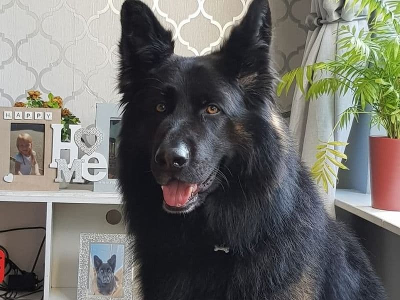 Black German Shepherd 5 years 9 months old male large named Dexter for breeding in Lancashire, England | Petmeetly