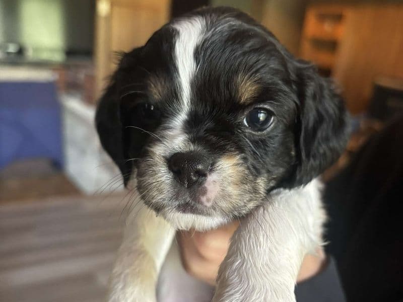 Coco primary photo