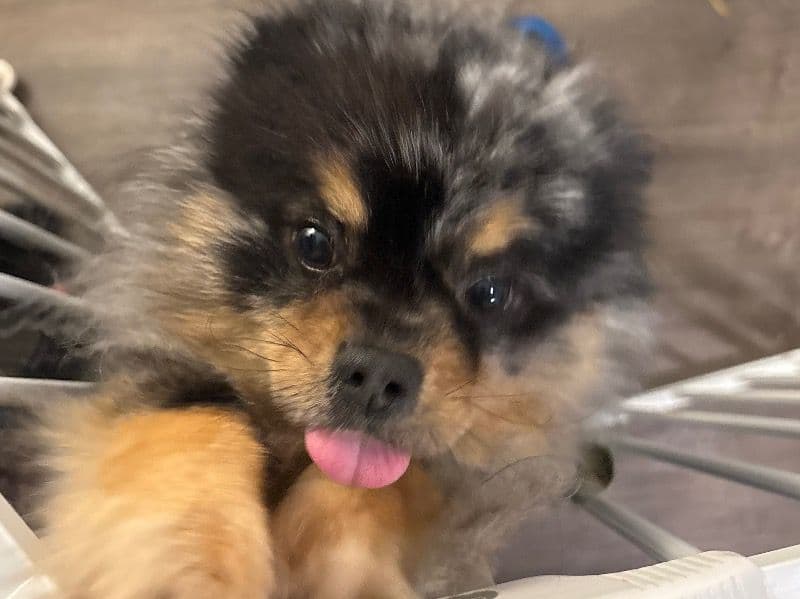 Pomeranian 4 years 2 months old male small named Gucci for sale in Troup County, Georgia | Petmeetly