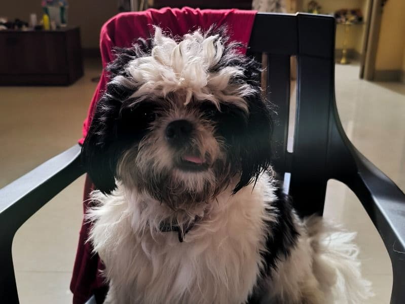 Cookie primary photo