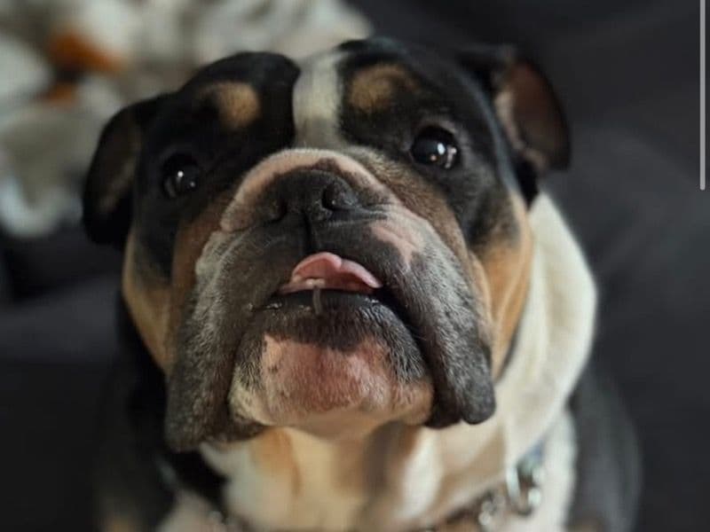 Bulldog 4 years old female medium named Cece for sale in Saginaw County, Michigan | Petmeetly