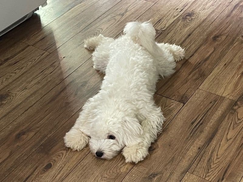 Maltese 2 years 5 months old female medium named Meli for sale in Austell, Georgia | Petmeetly