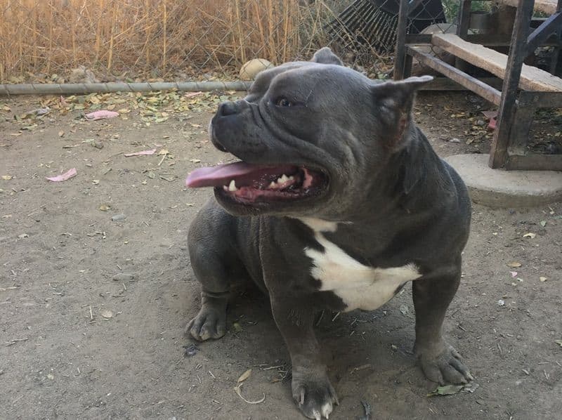 Stella primary photo