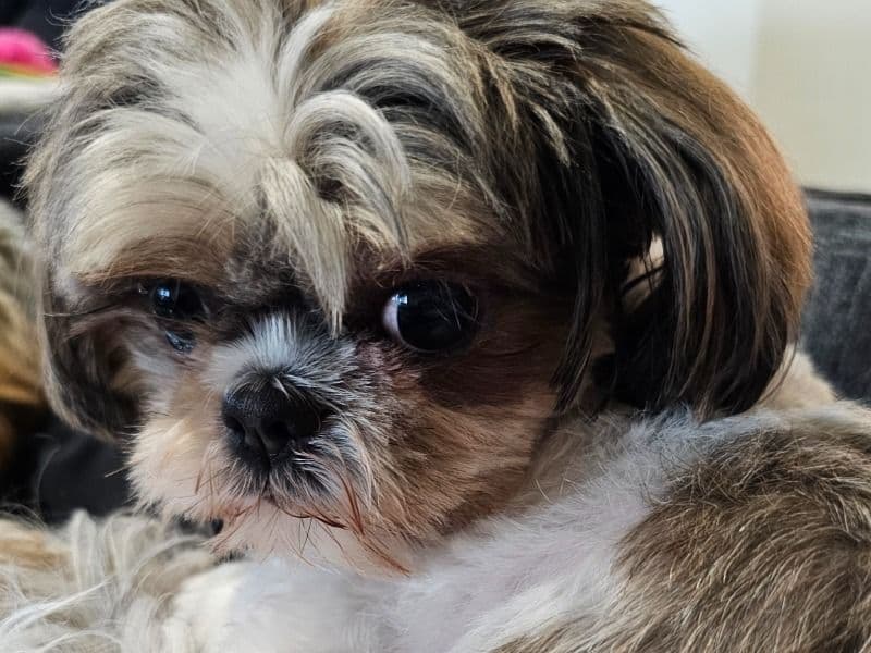 Daisy primary photo