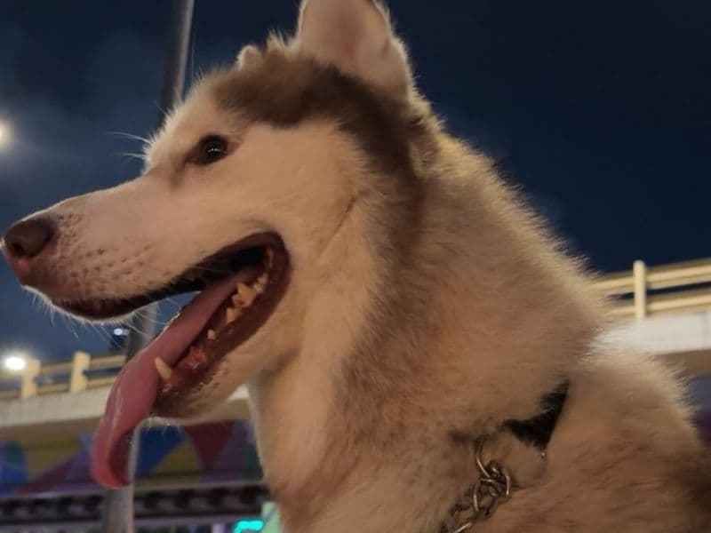 Bruno primary photo