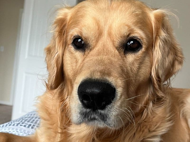 Golden Retriever 5 years 5 months old male large named Cooper for breeding in Oldham County, Kentucky | Petmeetly