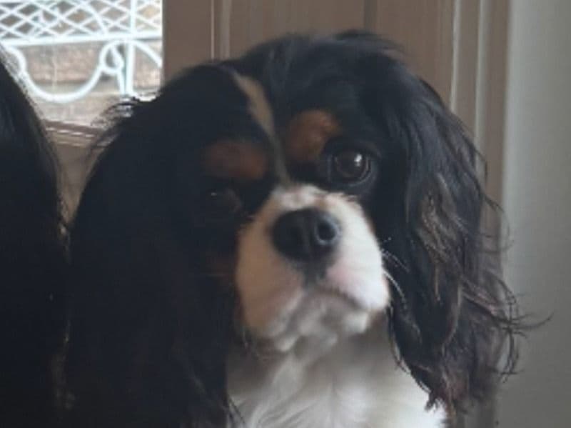 Izzy primary photo