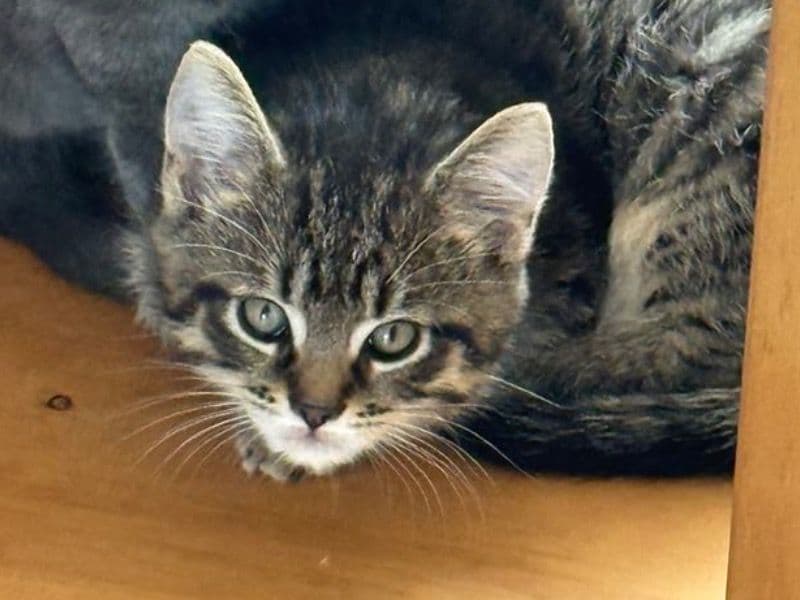 Tiger primary photo