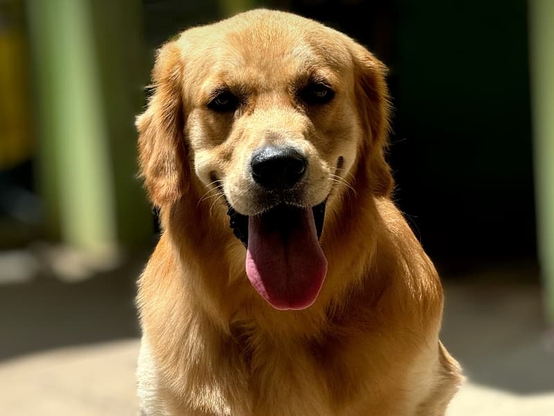 Golden Retriever 2 years 5 months old male large named Brownie for breeding in Bangalore Division, Karnataka | Petmeetly