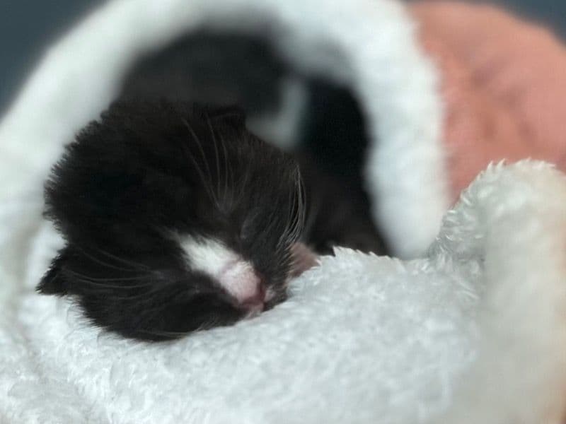 Siamese 3 months old male named Kohl for sale in Franklin County, North Carolina | Petmeetly