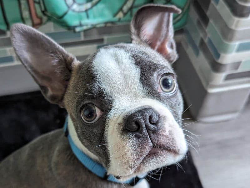 Milo primary photo