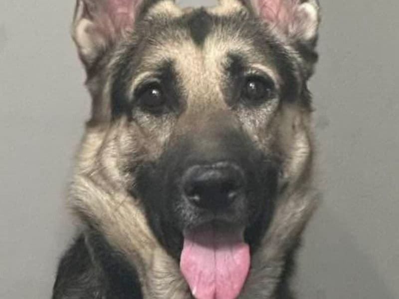 Simba primary photo