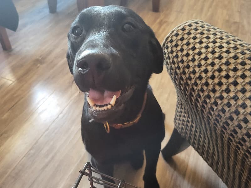 Labrador Retriever 3 years 8 months old male large named Neo for adoption in Solano County, California | Petmeetly