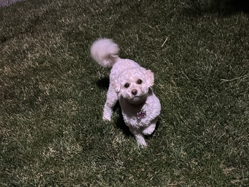 Miniature Poodle 3 years 3 months old female medium named Princess for sale in Toronto, Ontario | Petmeetly
