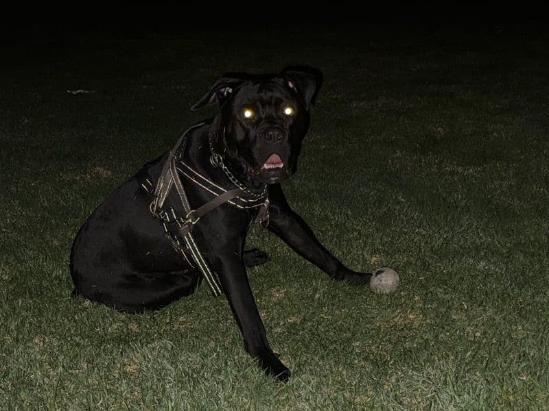 Onyx primary photo