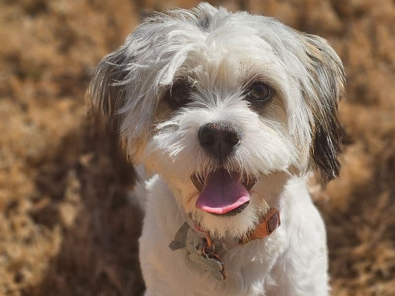 Roxie primary photo