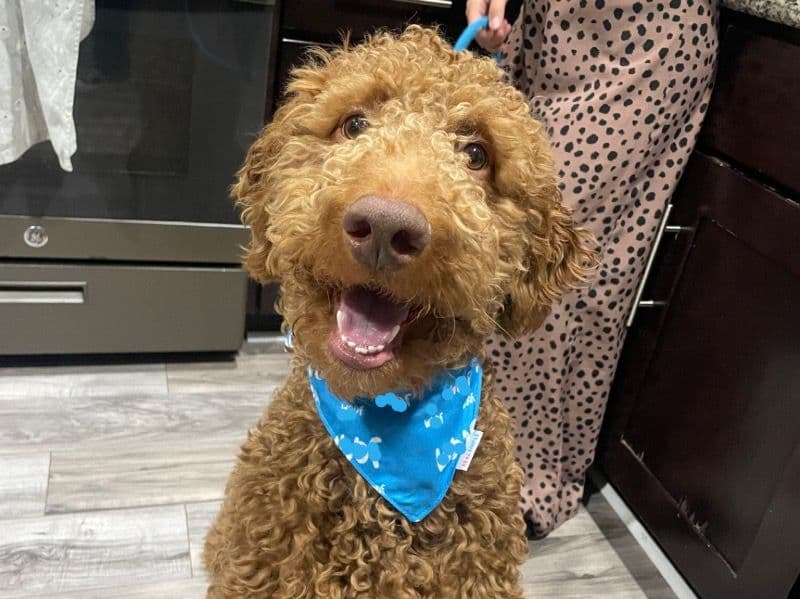 Simba primary photo