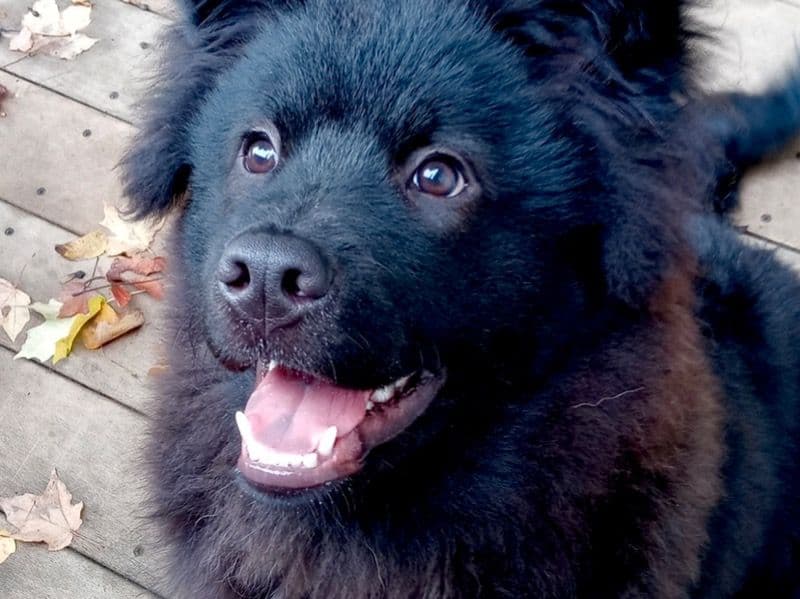 Chewy primary photo