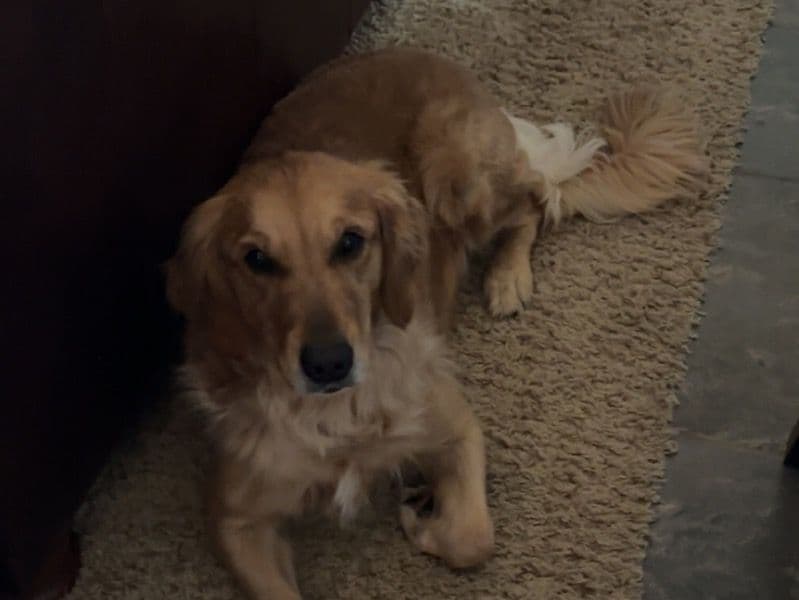 Sadie primary photo