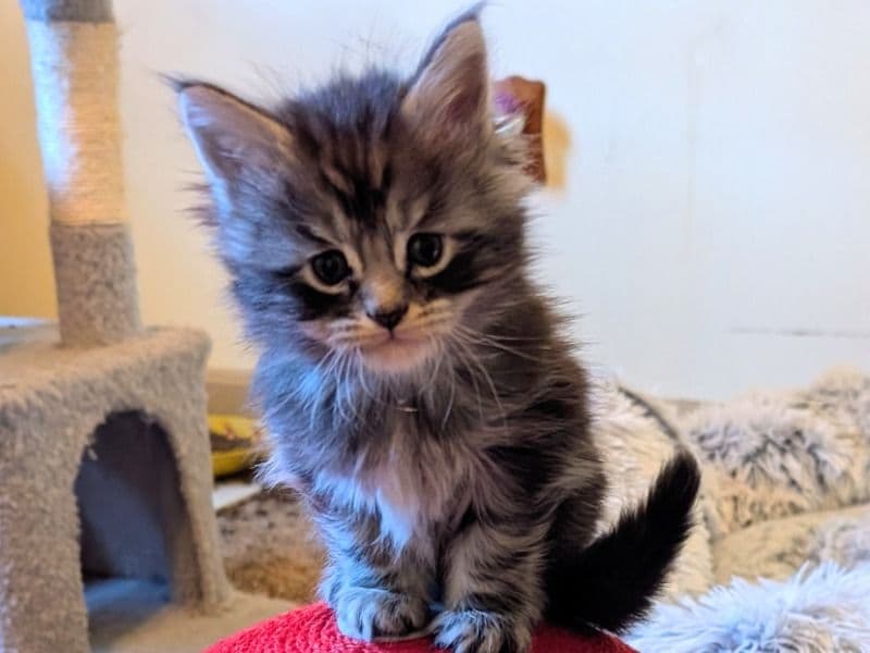 Maine Coon 1 month old male named Chippy for sale in York County, Pennsylvania | Petmeetly