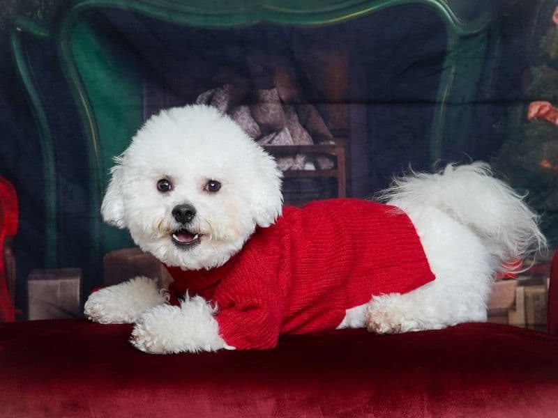 Milo primary photo