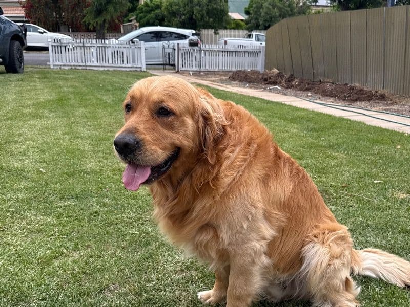Golden Retriever 3 years 2 months old male large named Fergus for breeding in Hindmarsh Shire, Victoria | Petmeetly