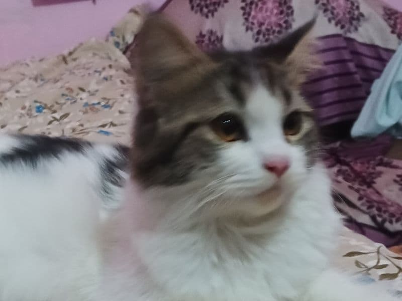 Persian 1 year 1 month old male named Panda for breeding in Aligarh Division, Uttar Pradesh | Petmeetly