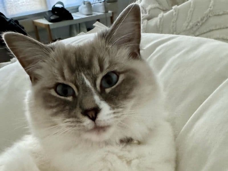 Ragdoll 2 years 9 months old female named Chanel for breeding in City of Maitland, New South Wales | Petmeetly