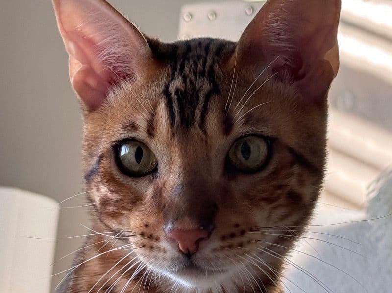 Nacho primary photo