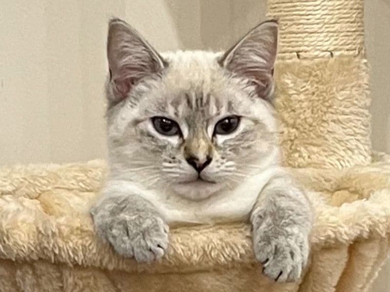 Ragdoll 1 year 11 months old female named Cocoa for breeding in Cheltenham, Victoria | Petmeetly