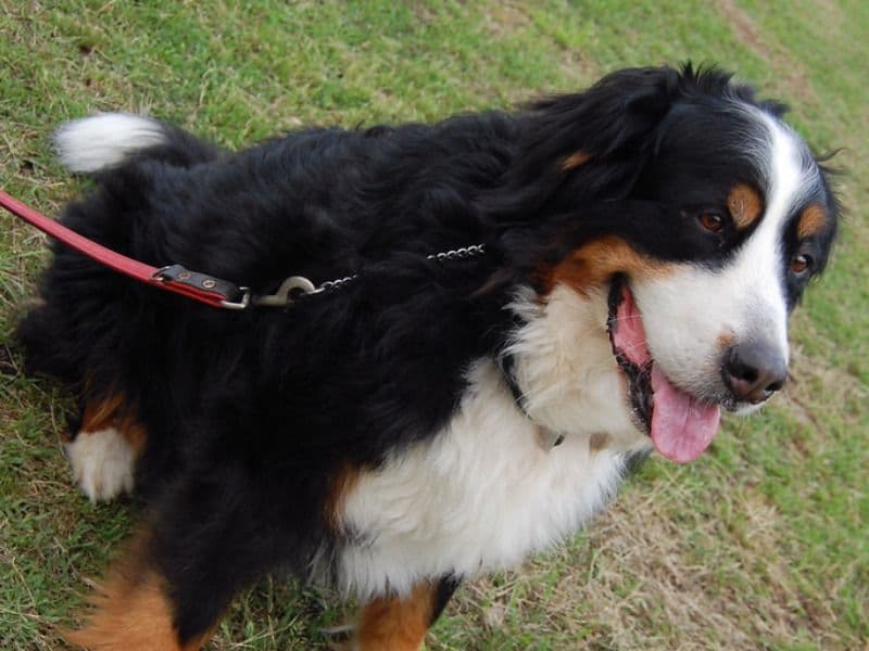Bella primary photo