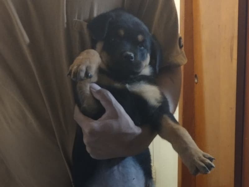 Rottweiler 2 months old male large named Blue for sale in Lake County, Indiana | Petmeetly