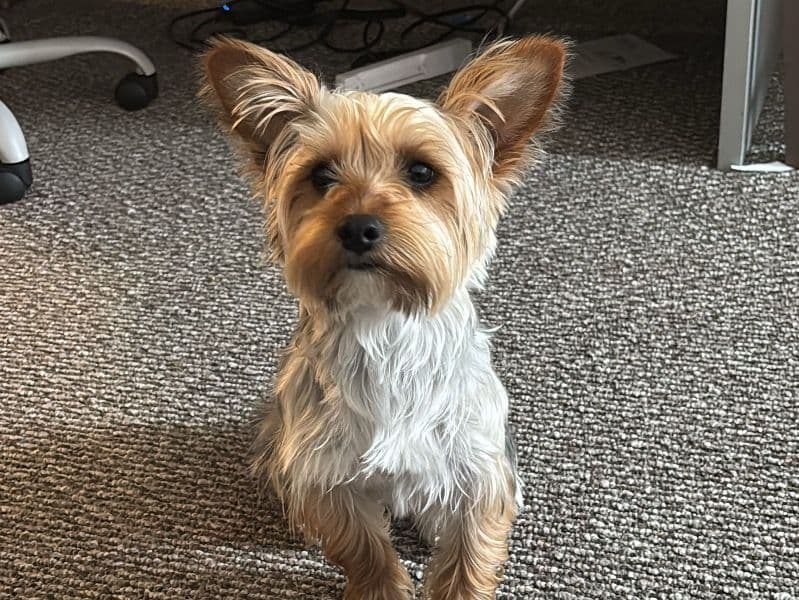 Brownie primary photo