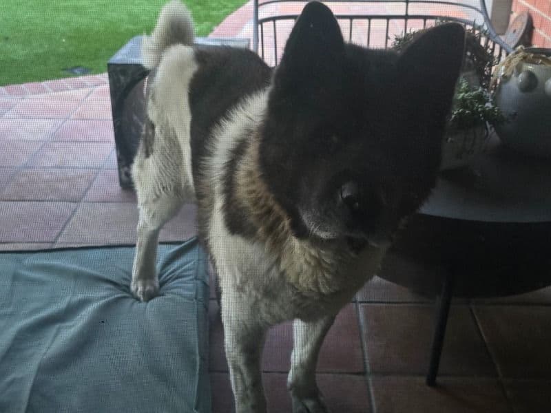 Akita 10 years old male large named Drago for breeding in Los Angeles County, California | Petmeetly