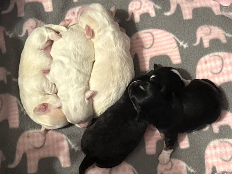 Maltese Shih Tzu 0 months old male small named Maltese/shih Tzu for sale in Hampden County, Massachusetts | Petmeetly