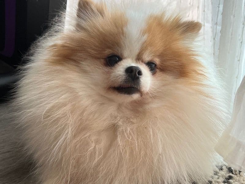 Pomeranian 4 years 2 months old female small named Clem for adoption in Leicester, England | Petmeetly
