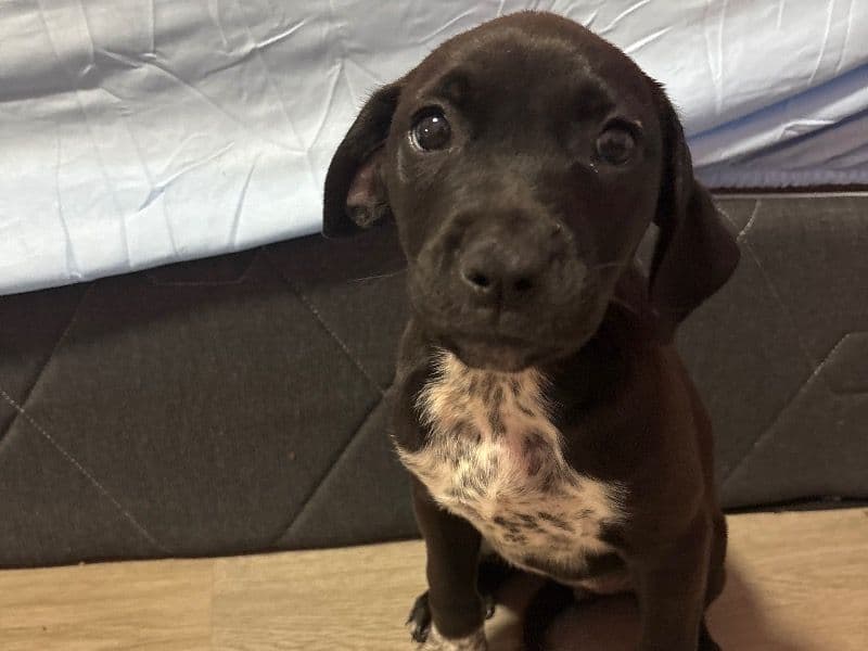 American PitBull Terrier 9 months old female small named Mia for adoption in Douglas County, Georgia | Petmeetly